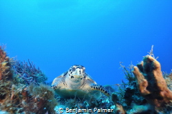 Awesome Turtle I got to spend some time with in Cozumel M... by Benjamin Palmer 